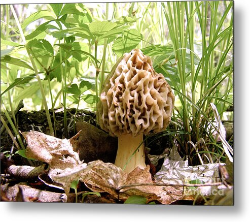 Morel Metal Print featuring the photograph In Hiding - Morel Mushroom by Angie Rea
