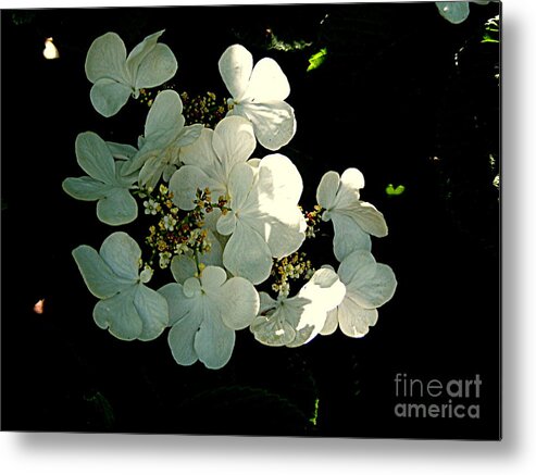 Photography Metal Print featuring the photograph In Memorial by Nancy Kane Chapman