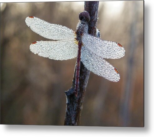 Insects Metal Print featuring the photograph In The Morning Light by Peggy King