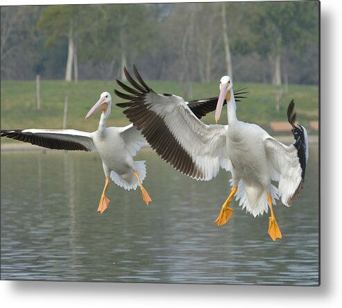 American White Pelicans Metal Print featuring the photograph In Unison by Fraida Gutovich