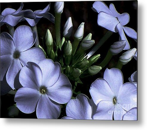 Flowers Metal Print featuring the photograph In White by Elfriede Fulda
