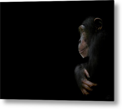 Chimpanzee Metal Print featuring the photograph Innocence by Paul Neville