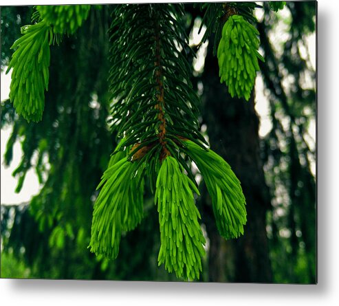 Pine Metal Print featuring the photograph Intense Green by Robert Knight