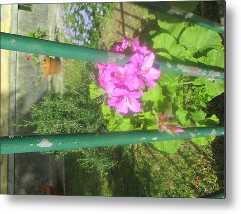 Garden Flower Metal Print featuring the photograph Inverted garden by Anamarija Marinovic