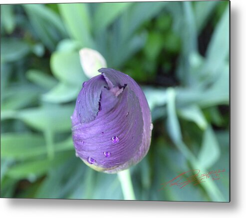 Garden Raw Purple Violet Flower Wet Water Raindrop Green Bloom Close Macro Orange Bearded Iris Rhizome Bulb Tube Unedited As-is Spring North East New Jersey Metal Print featuring the photograph Iris After the Rain V by Leon DeVose