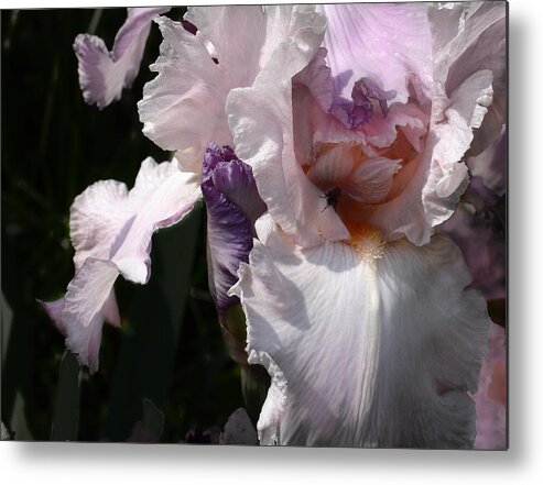 Flower Metal Print featuring the photograph Iris Lace by Steve Karol