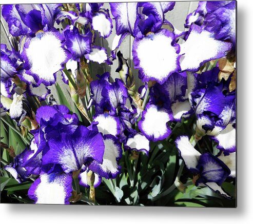 Iris Metal Print featuring the photograph Irises 8 by Ron Kandt