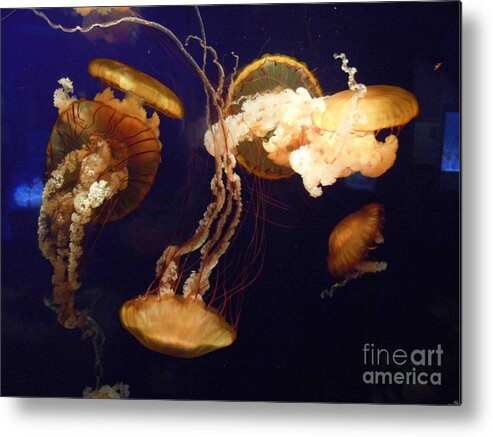  Metal Print featuring the photograph Jelly Fish Brown on bBue by David Frederick