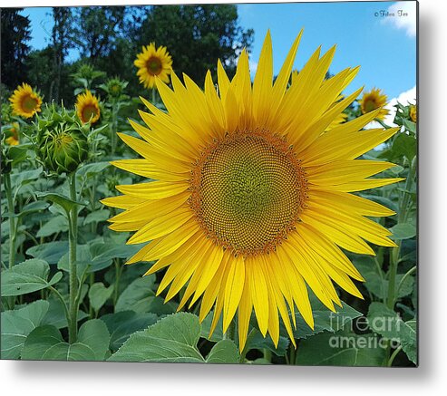 Nature Metal Print featuring the photograph July sunshine by Felicia Tica