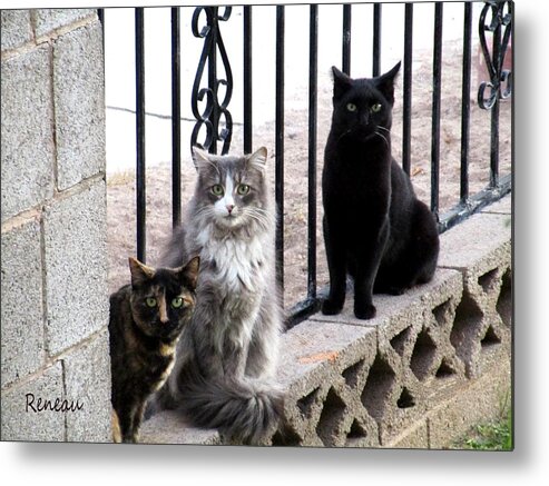 Cats Metal Print featuring the photograph Junkyard Cats by A L Sadie Reneau