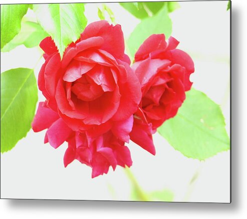 Rose Metal Print featuring the photograph Just a Rose by Jeffrey Peterson