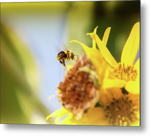 Bee Metal Print featuring the photograph Just Beeing Me by Annette Hugen