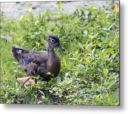 Wildlife Metal Print featuring the photograph Just Ducky by Paul Ross