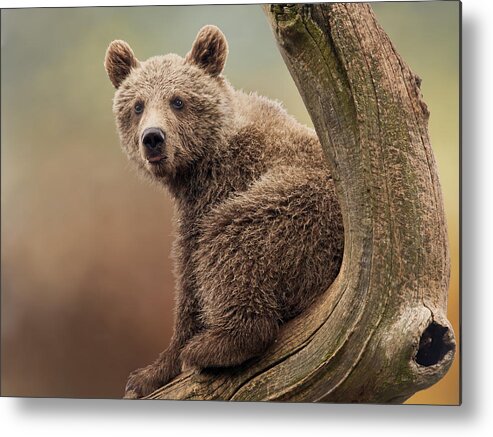 Wildlife Metal Print featuring the photograph Juvenile Brown Bear - 365-5 by Inge Riis McDonald