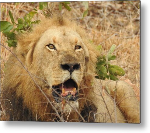 Male Lion Metal Print featuring the photograph King by Betty-Anne McDonald