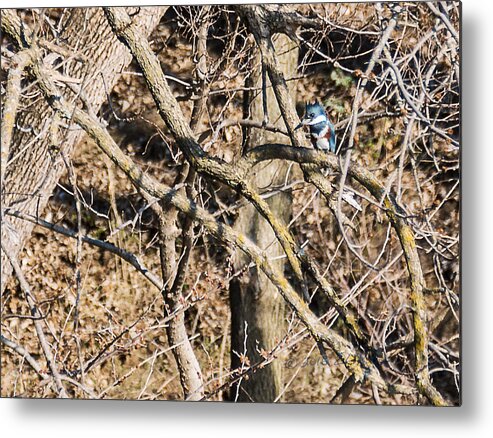 Kingfisher Metal Print featuring the photograph Kingfisher Hunting by Ed Peterson