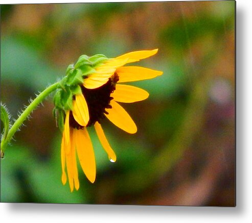 Sun Metal Print featuring the photograph Kissed By Rain by Virginia White