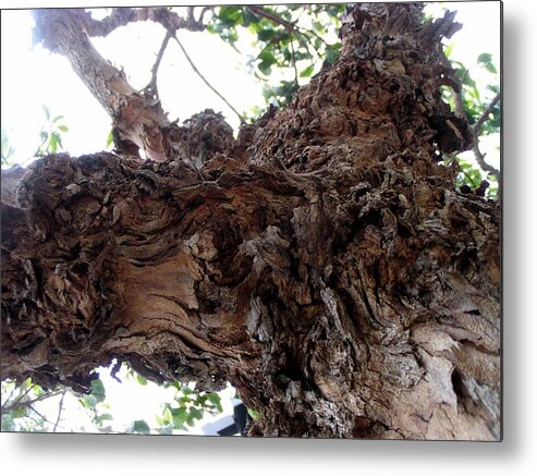 Tree Metal Print featuring the photograph Knarly Bark by Dan Townsend