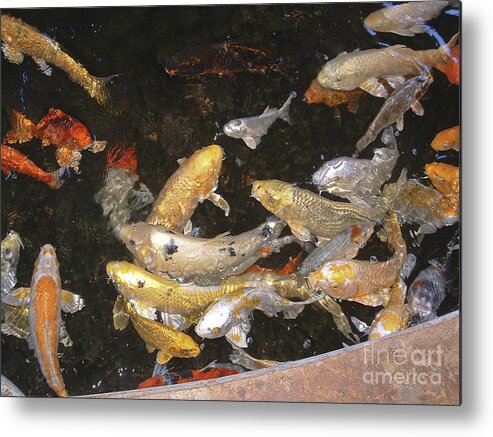 Fish Metal Print featuring the photograph Koi Pond 1 by Scott Evers