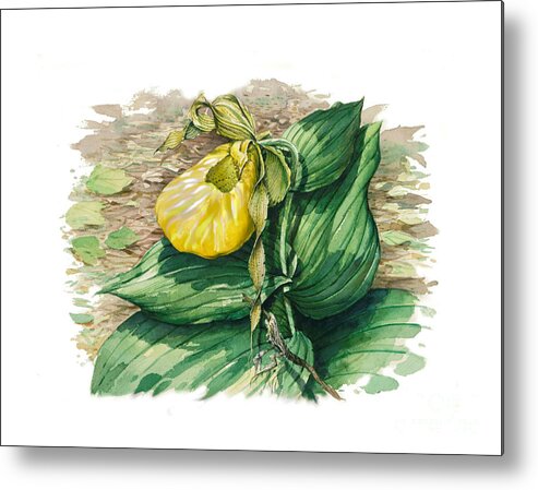 Wildflower Metal Print featuring the painting Ladyslipper by Bob George
