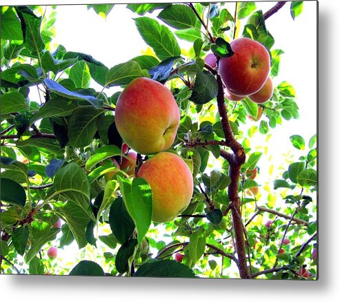 Apples Metal Print featuring the photograph Lake Country Apples by Will Borden