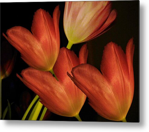 Tulips Metal Print featuring the photograph Lantern Lit Tulips by Lyn Perry