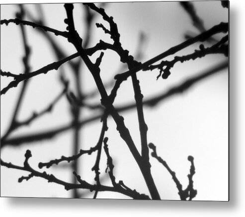 Tree Metal Print featuring the photograph Last Few Twigs by Eric Forster