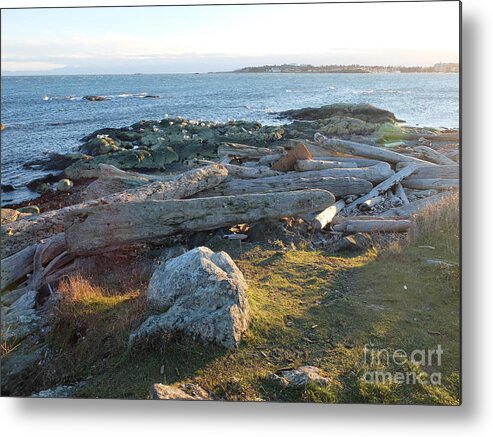 It Was Late Afternoon Standing Out By Cattle Loop Point In Victoria Bc. We Had Just Finished With The Windstorms And Arctic Outflows Leaving Behind Lots For Crafters And Artists To Peruse Through On The Beaches. Metal Print featuring the photograph Late In The Day by Ida Eriksen