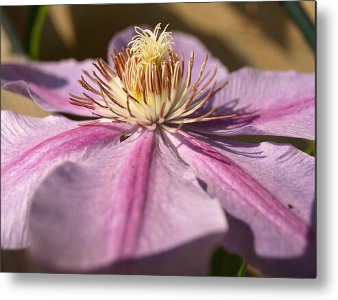 Clematis Metal Print featuring the photograph Late Season Bloom - 1 - Clematis by Jeffrey Peterson