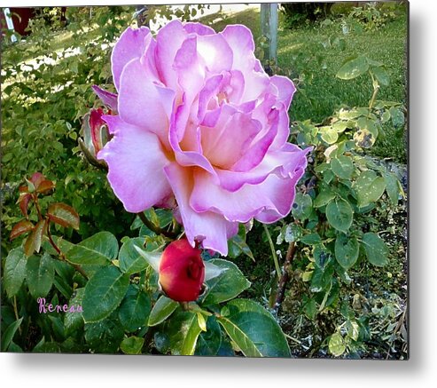 Roses Metal Print featuring the photograph Lavendar Rose by A L Sadie Reneau