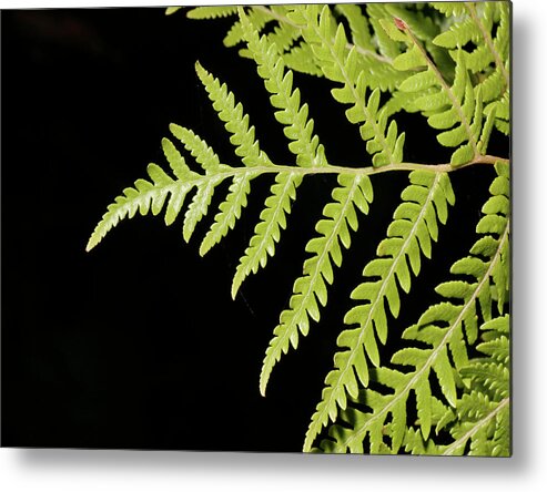 Forest Metal Print featuring the photograph Leaf by Masami Iida