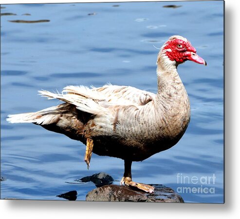 Goose Metal Print featuring the photograph Leg Up by Dani McEvoy