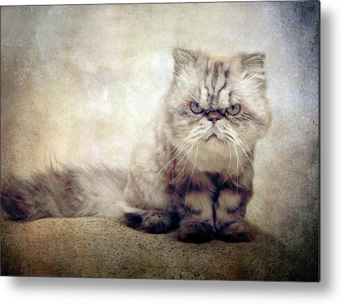 Cat Metal Print featuring the photograph Leon by Jessica Jenney