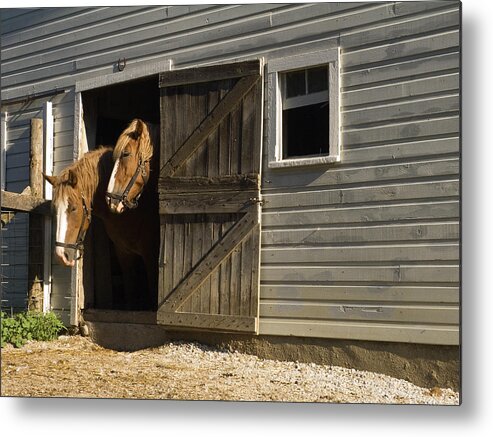 Two Horses Standing Inside Narrow Barn Door Metal Print featuring the photograph Let's Go Out by Sally Weigand