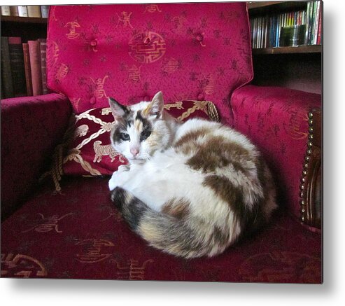 Photograph Of Cat Metal Print featuring the photograph Librarian by Gwyn Newcombe