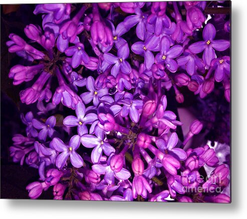 Pink Lilac Metal Print featuring the photograph Lilac by Jasna Dragun