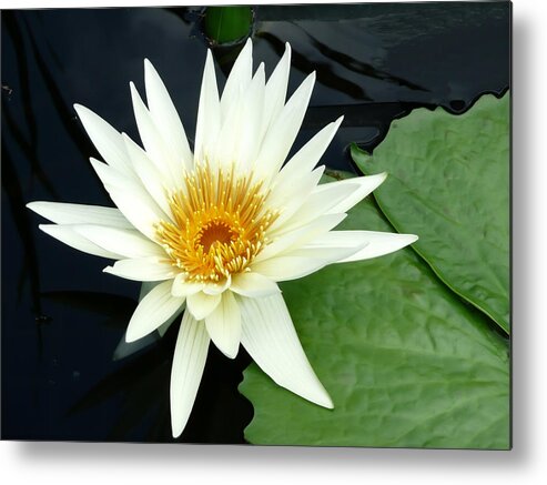 Water Lily Metal Print featuring the digital art Lily at Longwood by Richard Ortolano