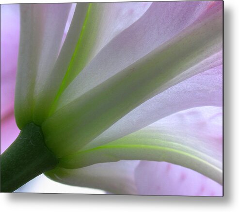 Luminous Metal Print featuring the photograph Lily Fine Art by Juergen Roth
