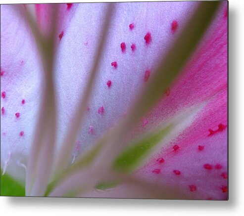 Lily Metal Print featuring the photograph Lily Flower Fine Art by Juergen Roth