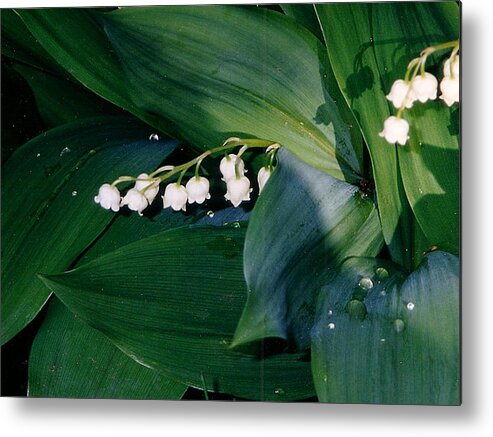 Flower Metal Print featuring the photograph Lily of the Valley by Corinne Elizabeth Cowherd