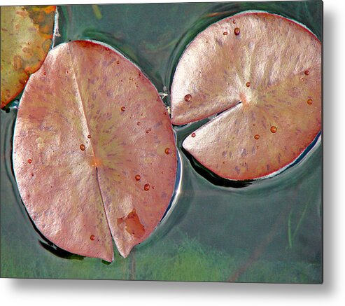 Lily Pads Metal Print featuring the photograph Lily Pads 1 by Diana Douglass