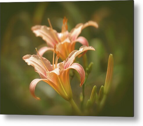 Picture Pink Daylilies Metal Print featuring the photograph Lily Pair - Indian Summer by MTBobbins Photography