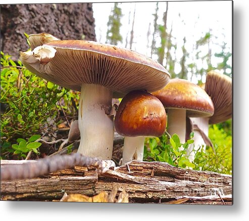 Forest Metal Print featuring the photograph Lined Up by Elisabeth Derichs