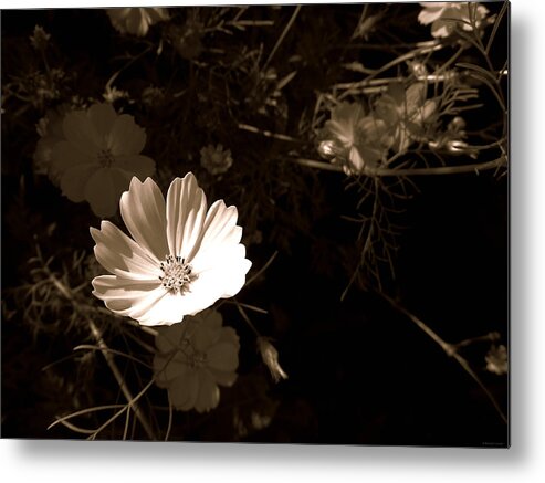 Lit Metal Print featuring the photograph Lit by Dark Whimsy