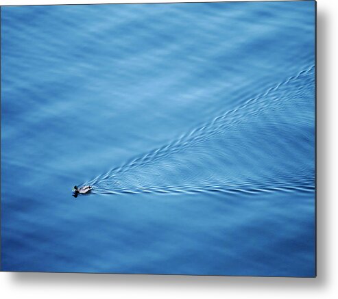 Blue Metal Print featuring the photograph Little Duck Big Lake by Todd Bannor