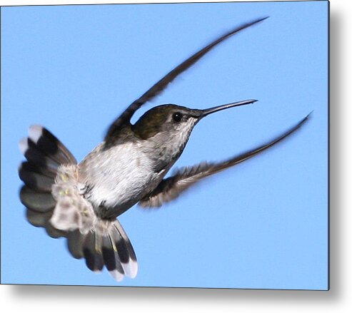 Hummer Metal Print featuring the photograph Little Looker by Holly Ethan
