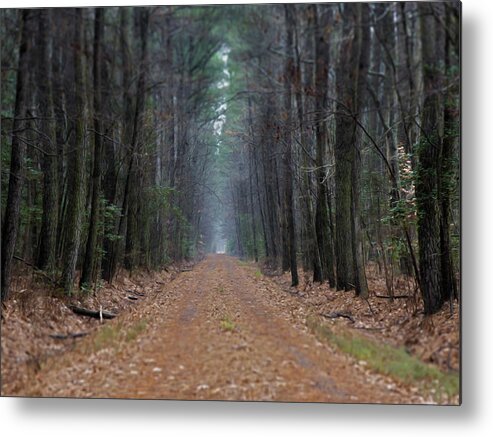 Forest Metal Print featuring the photograph Loblolly Lane by Bob Geary