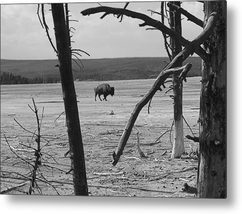 Animals Metal Print featuring the photograph Lone Bison by Steven Myers