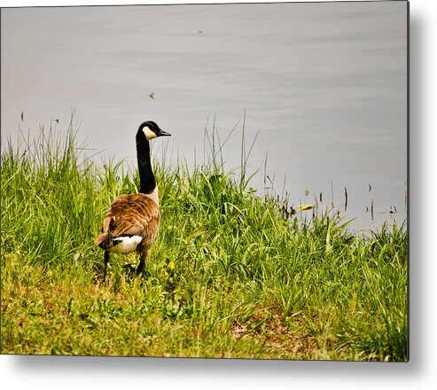 Lone Canada Goose - Loch Mary - Earlington Kentucky Metal Print featuring the photograph Lone Canada Goose - Loch Mary - Earlington Kentucky by Greg Jackson