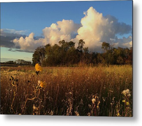   Metal Print featuring the photograph Lone flower by David Matthews